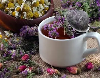 Medicinal Herbs in summer