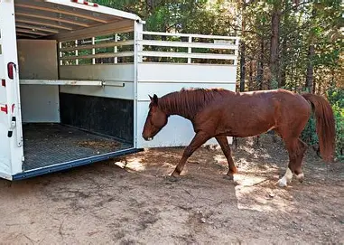 load your horse into Trailer