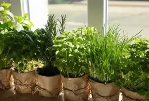 Fast growing herbs in your garden