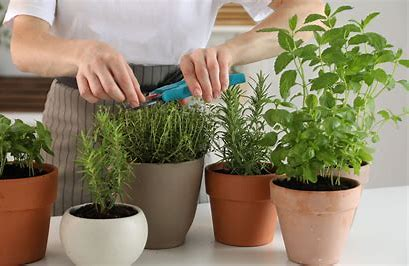 Easy fast-growing herbs