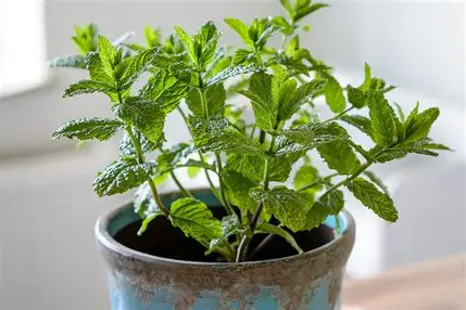 fresh mint tea