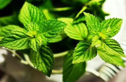 Harvest Fresh Mint Leaves