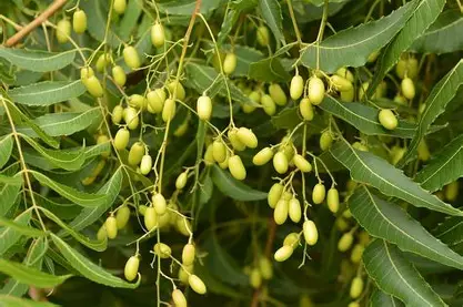 Neem – The Skin Purifier