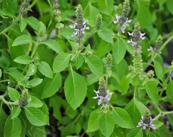 Tulsi