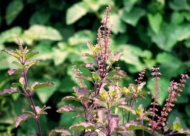 tulsi- Holy basil