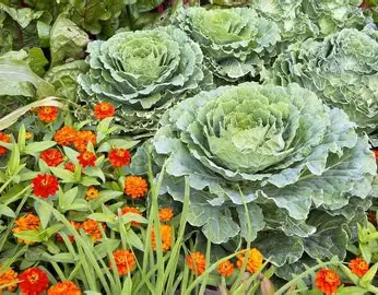 Beginner’s Guide to Growing Vegetables, Herbs & Flowers