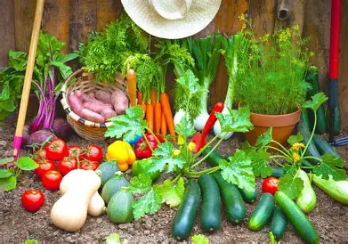 vegetables plant