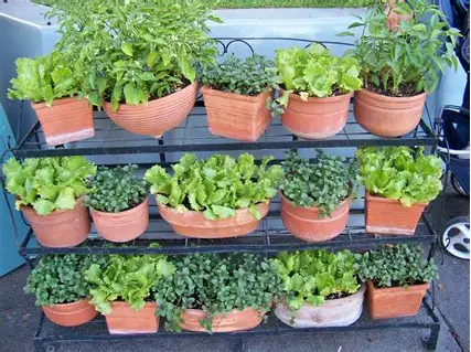 container gardening