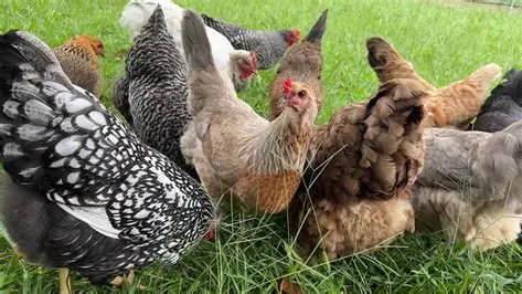 Backyard Chicken Breeds