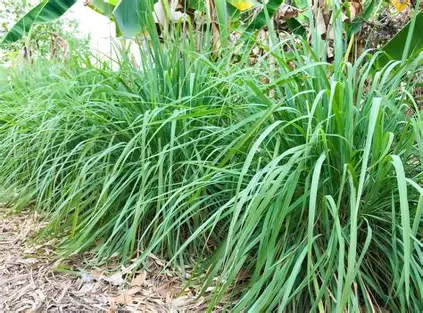 lemongrass