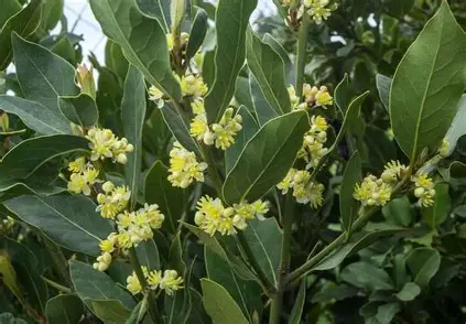 bay laurel
