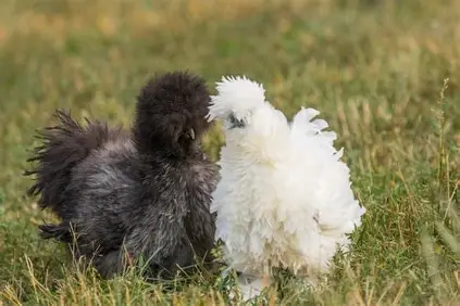 silkie