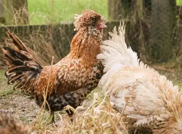 Polish Chicken