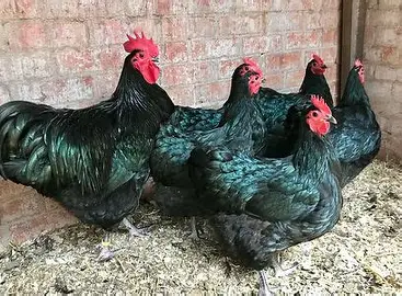 Australorp