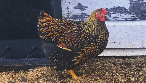 Wyandottes
