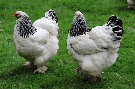 brahma