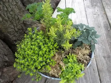 Heat-Tolerant Herbs
